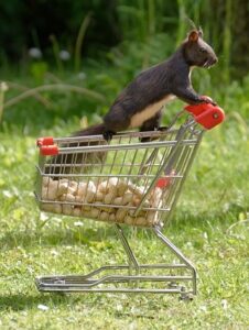 Ein Eichhörnchen bewacht Erdnüsse in einem Einkaufswagen.
