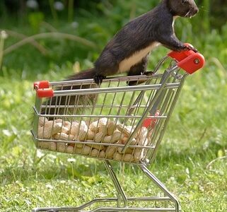 Ein Eichhörnchen bewacht Erdnüsse in einem Einkaufswagen.