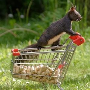 Ein Eichhörnchen bewacht einen Mini-Einkaufswagen mit Erdnüssen.