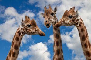 Drei Giraffen beim Netzwerken