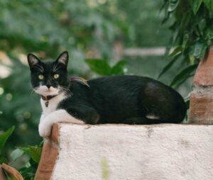 Eine schwarz-weiße Katze liegt auf einer Mauer und blickt den Betrachter an.